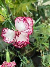 Dianthus live flower for sale  Gurnee