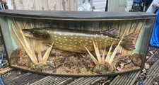 Vintage stuffed pike for sale  HEREFORD