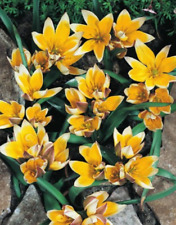 100 wildtulpen tarda gebraucht kaufen  Petersberg, Wettin-Löbejün