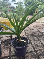 Yucca plant 1l for sale  BEXLEYHEATH