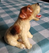 Wire hair fox for sale  Centerville