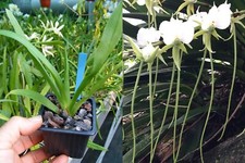 Angraecum longicalcar orchidé d'occasion  Fumel