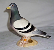 pigeon racing for sale pigeon racing for sale NORWICH