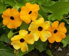Black eyed susan for sale  Sevierville