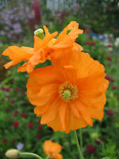 Coquelicot espagnol flore d'occasion  Expédié en France