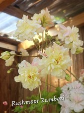 Pelargonie geranie rushmoor gebraucht kaufen  Naila