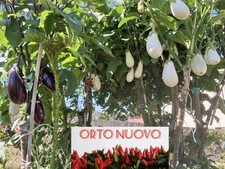 150 semi solanum usato  Campo Calabro