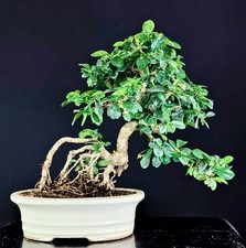 bonsai carmona usato bonsai carmona usato Cison di Valmarino