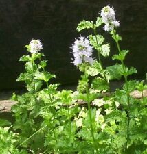Mint spearmint mentha for sale  UK