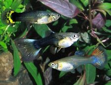 Guppy female tropical for sale  BIRMINGHAM