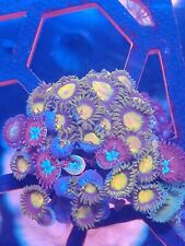 Mix zoa plug for sale  STOCKPORT