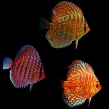 Juvenile discus fish for sale  Spring Hill