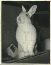 1962 press photo for sale  Memphis