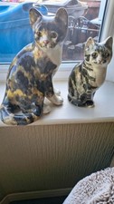 Winstanly cats for sale  HULL