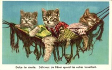 Carte postale chat d'occasion  La Côte-Saint-André