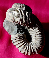 Jolie ammonite déroulée d'occasion  La Roche-sur-Yon