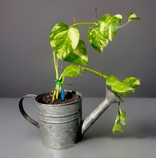 Live rooted golden for sale  Clearwater