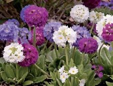 Flower primula denticulata for sale  WREXHAM