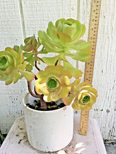Big rooted aeonium for sale  Stockton