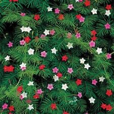 Cypress vine fresh for sale  Southampton