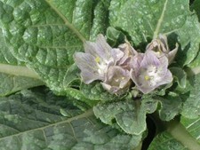 Mandragora fficinarum alraune gebraucht kaufen  Blaubeuren