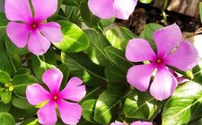 Vinca rosa semi usato  Trappeto