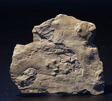 Amphibien trittsiegel batrachi gebraucht kaufen  Siegburg