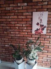 Płytki Cegła dekoracyjna ceglane, naturalne Cięte na sprzedaż  PL