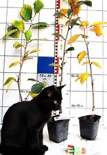 Zaubernuß hamamelis hellgelbe gebraucht kaufen  Bad Bergzabern