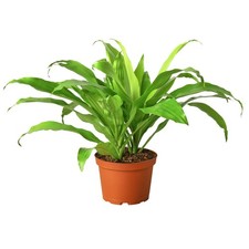 Dracaena lime light for sale  Old Town