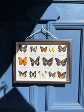 Collection butterflies moths for sale  ROCHESTER