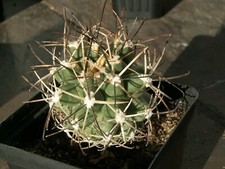 Sclerocactus glaucus 1749 usato  Spedire a Italy