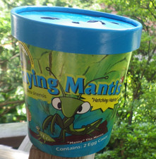 Live praying mantis for sale  Reading