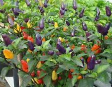 Dwarf pepper hot for sale  SALISBURY