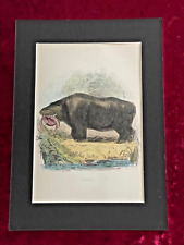 Thomas landseer hippopotamus for sale  LONDON