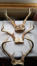 Deer antlers sets for sale  Windber