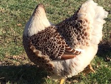 Buff laced wyandotte for sale  PLYMOUTH