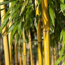Phyllostachys aureosulcata spe for sale  SOUTHAMPTON