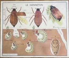 Ancienne affiche scolaire d'occasion  Lyon VII