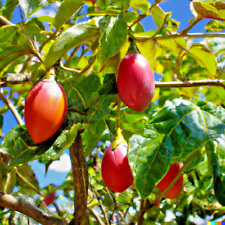 Tamarillo seeds tomato for sale  Saint Augustine