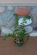 Rare lecanopteris luzonensis for sale  Roseburg