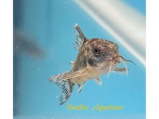 peppered corys for sale peppered corys for sale Discovery Bay
