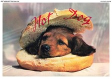 Atap9 0644 chien d'occasion  France