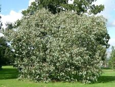 Eucalyptus neglecta hardy for sale  Walterboro