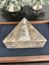 Natural stone fossil for sale  Hamilton