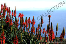Rare aloe arborescens for sale  Miami