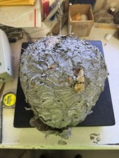 Hornets nest wasp for sale  Riceville
