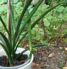 Sansevieria cylindrica bogenha gebraucht kaufen  Moers