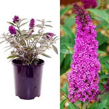 Buddleja butterfly towers for sale  GLASGOW