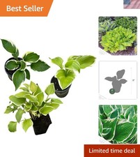 Beautiful assorted hosta for sale  Fairview Heights